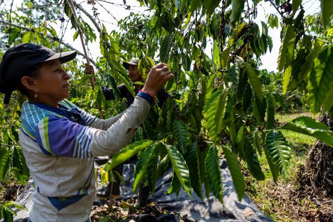 Producción rural que espera mercado
