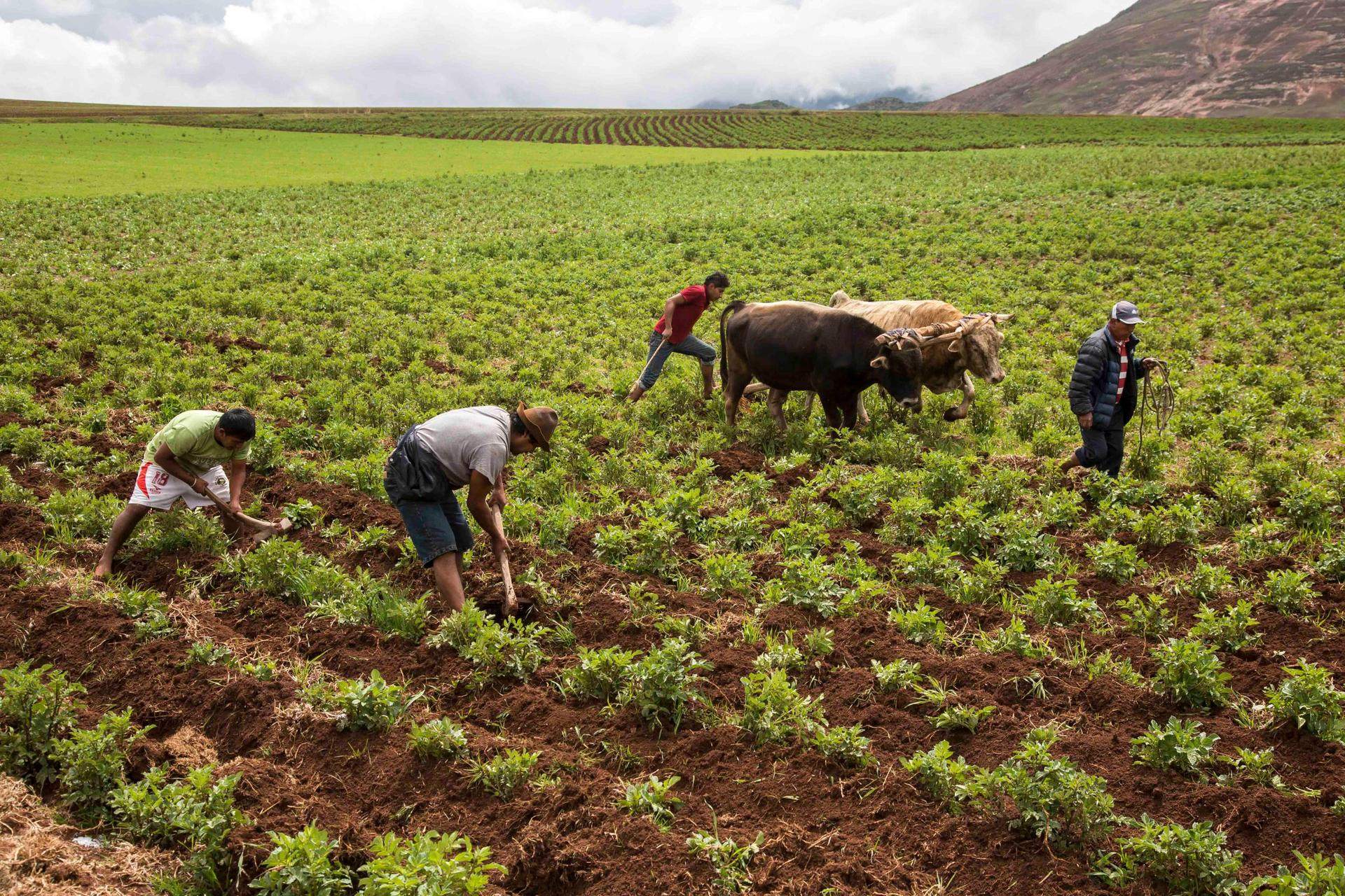 Agricultores trabajando un campo de papa con yunta de bueyes en la sierra